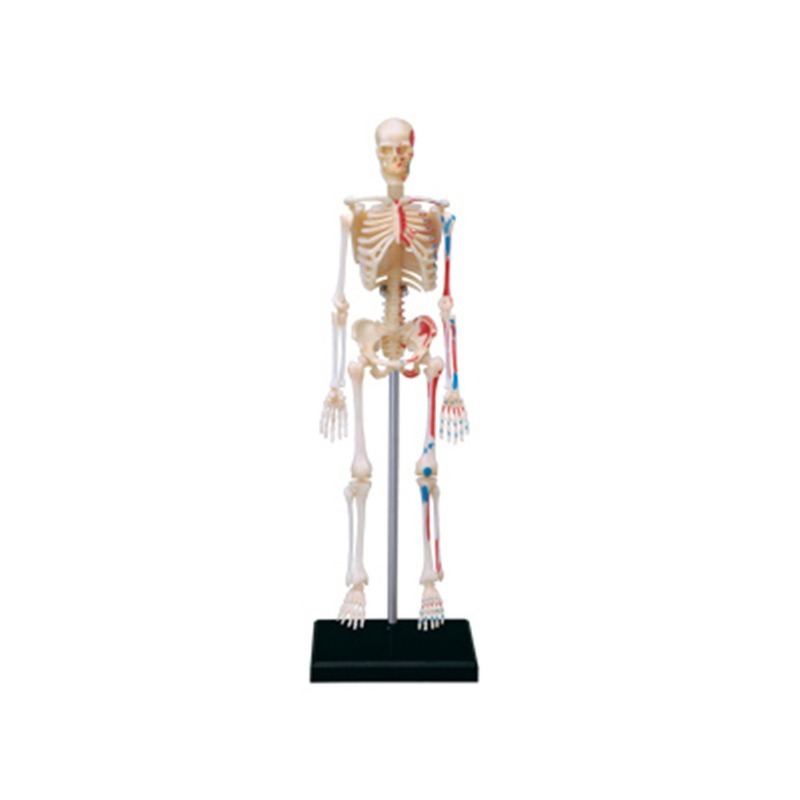 Medical Lab Assistant - Model anatomiczny ludzkiego szkieletu 4D, puzzle
