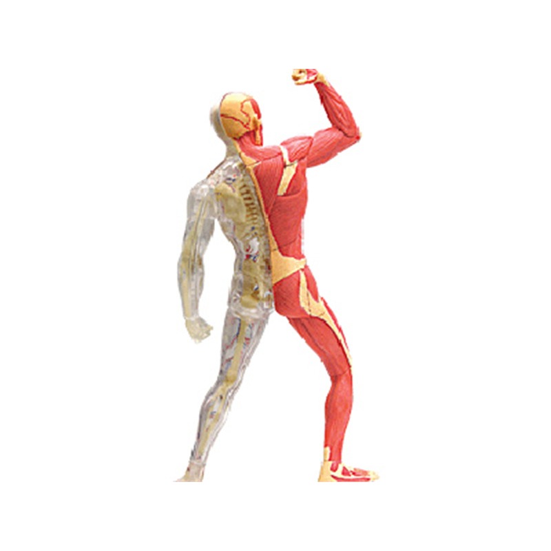 4d Master Model anatomii ludzk – Medical Lab Assistant recenzja i cena
