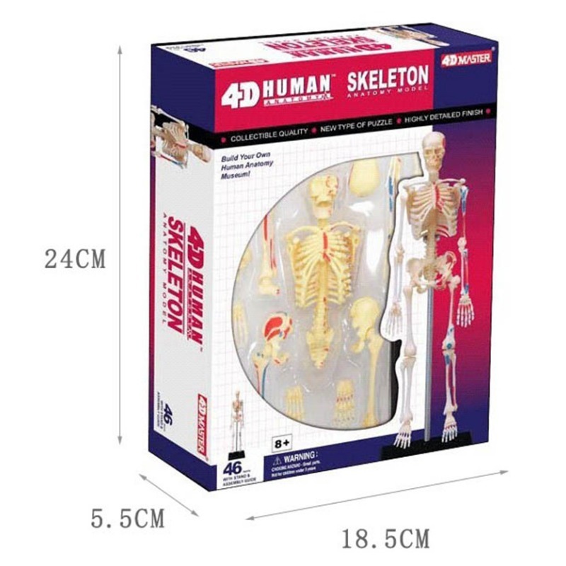 Model anatomiczny ludzkiego sz – Medical Lab Assistant recenzja i cena
