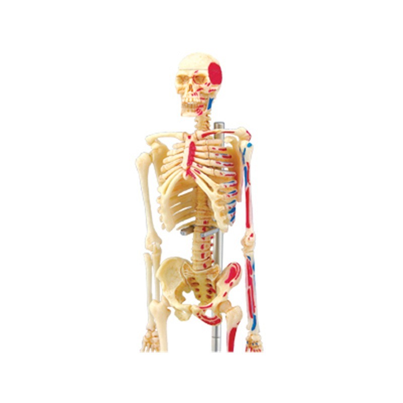 Model anatomiczny ludzkiego sz – Medical Lab Assistant recenzja i cena